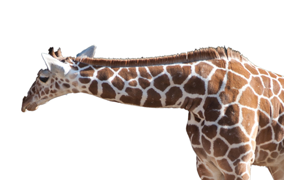 Giraffe 9 cm